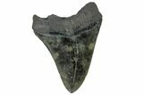 Fossil Megalodon Tooth - South Carolina #170579-2